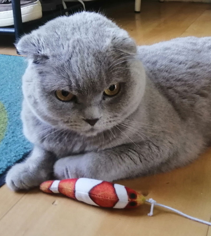 Kattenspeeltje voor Marcel