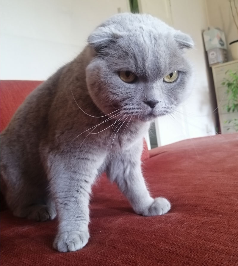 Marcel doet aan Fitness voor katten