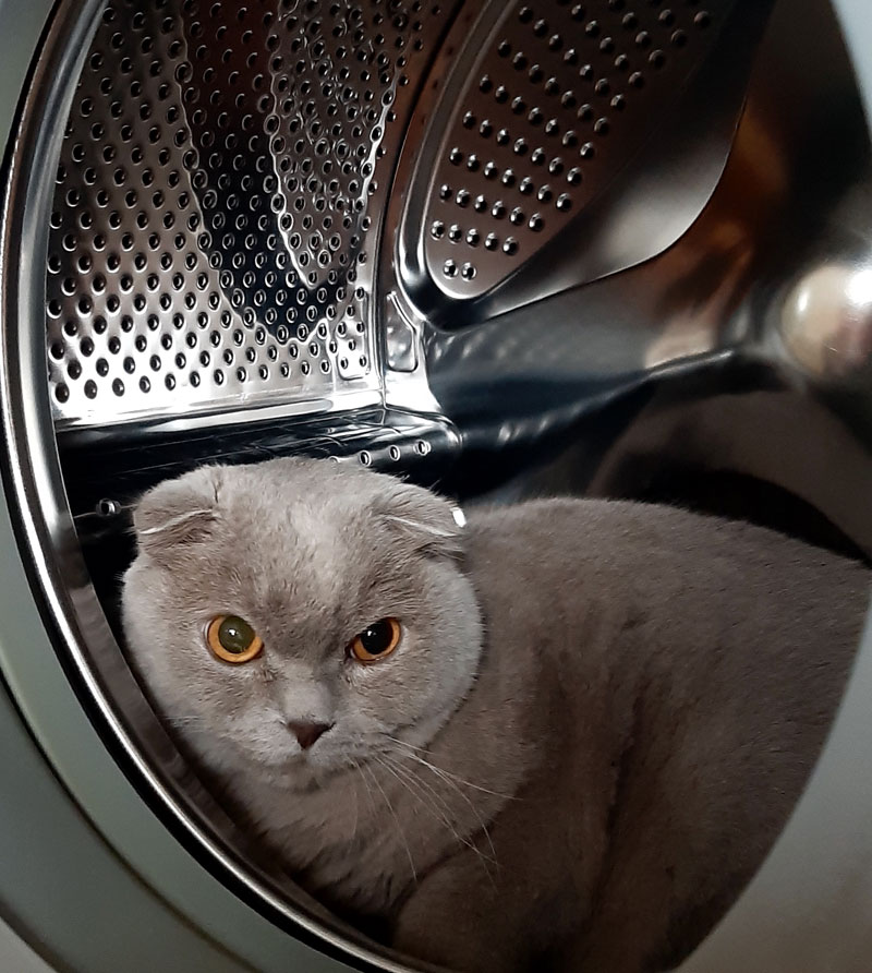 De wasmachine als krabpaal