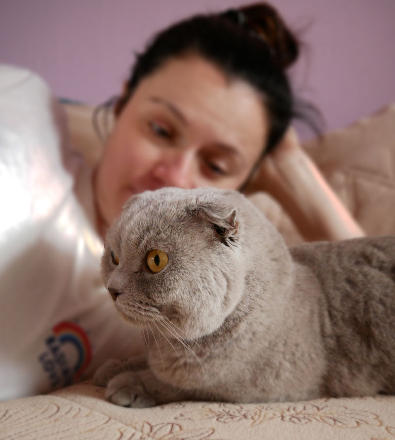 Populaire kattenrassen