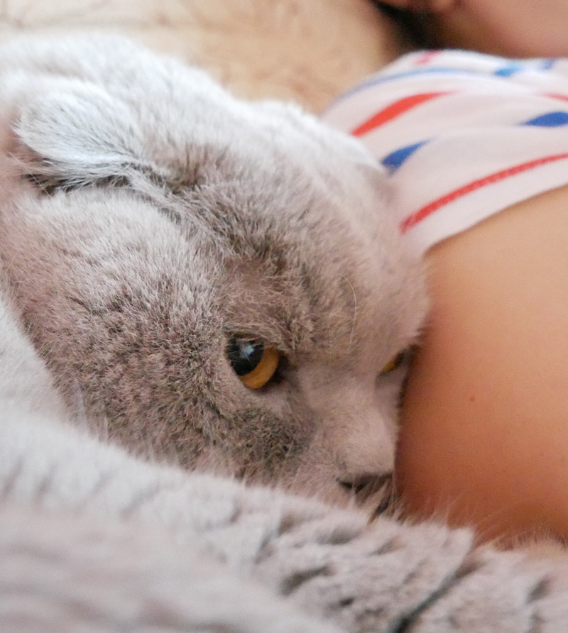 Heeft ze kattengras gegeten dan?