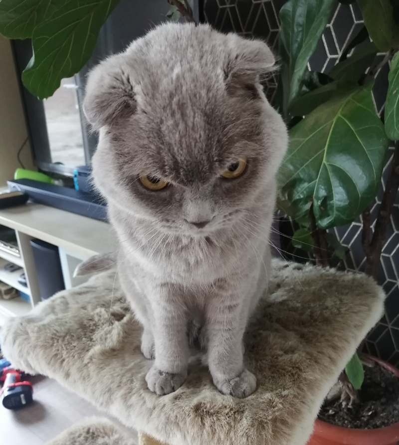 Een goed gesprek met kattenvrienden