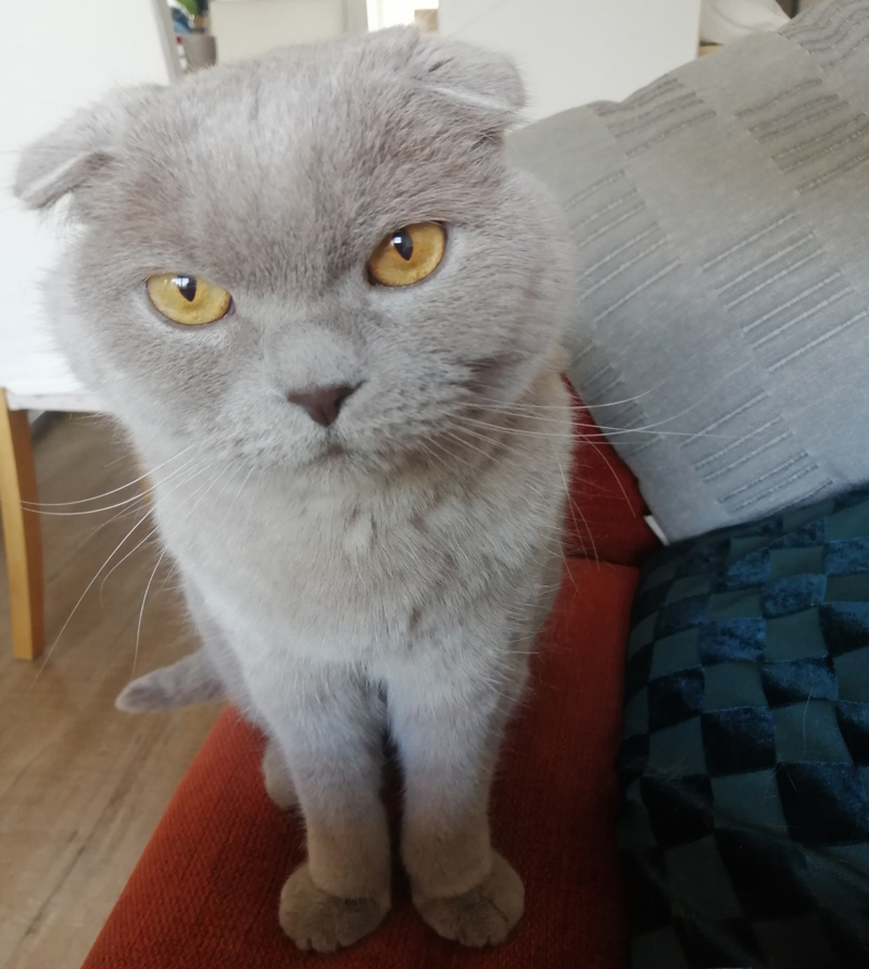 Praktijk kat