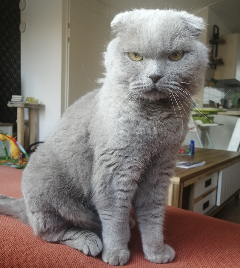 Kattentuigje