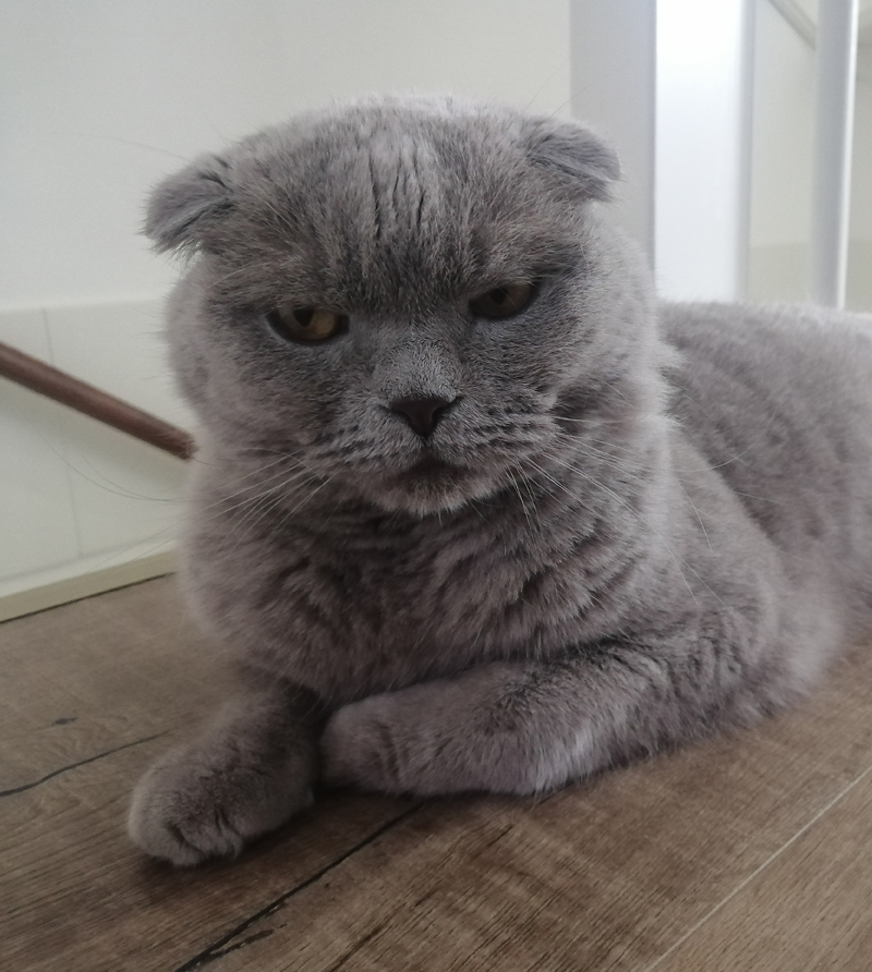 Experimenteren met kattenvoer