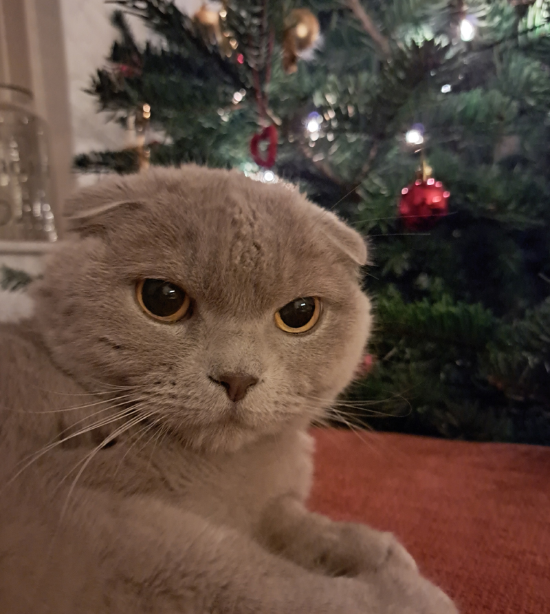 Katten en het Kerstgevoel.