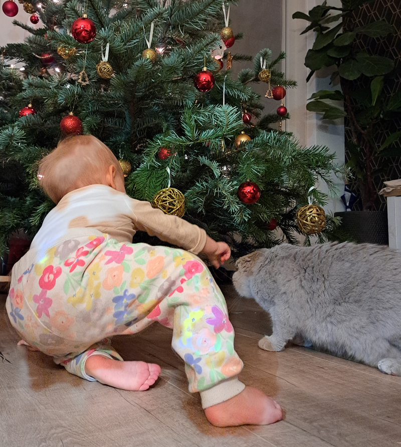 Katten spelen met kerstballen