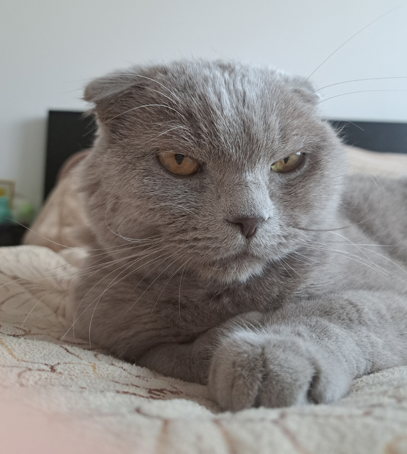 Krabzak voor de kat