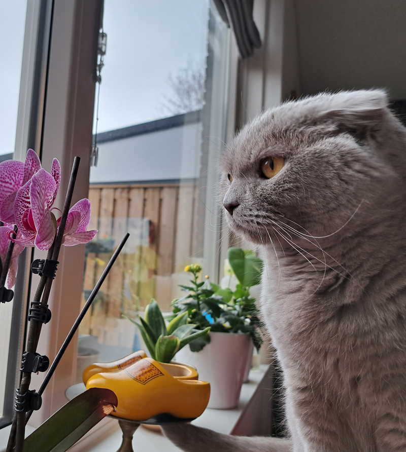 Geestverruimende plantjes