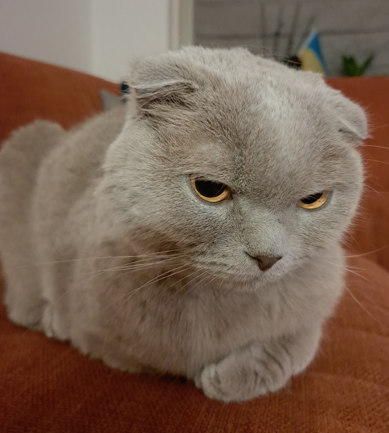 Een kat met schuldgevoel?