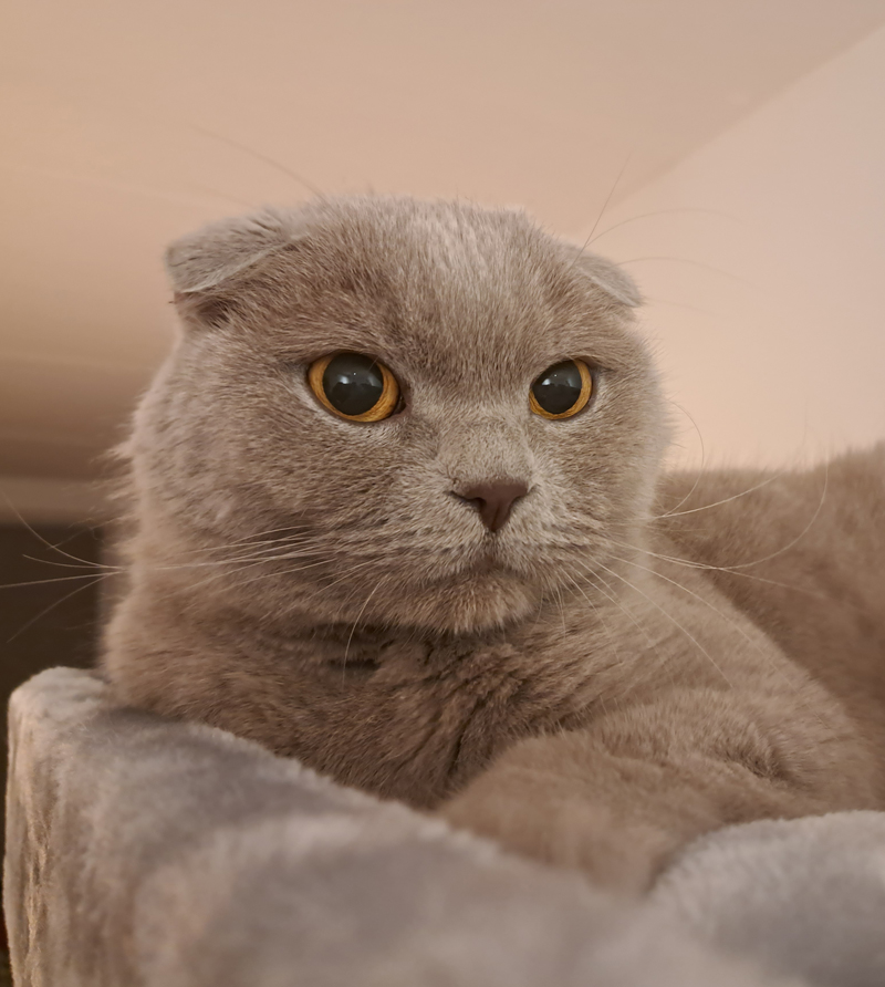 kattenkorrels voor in de bak