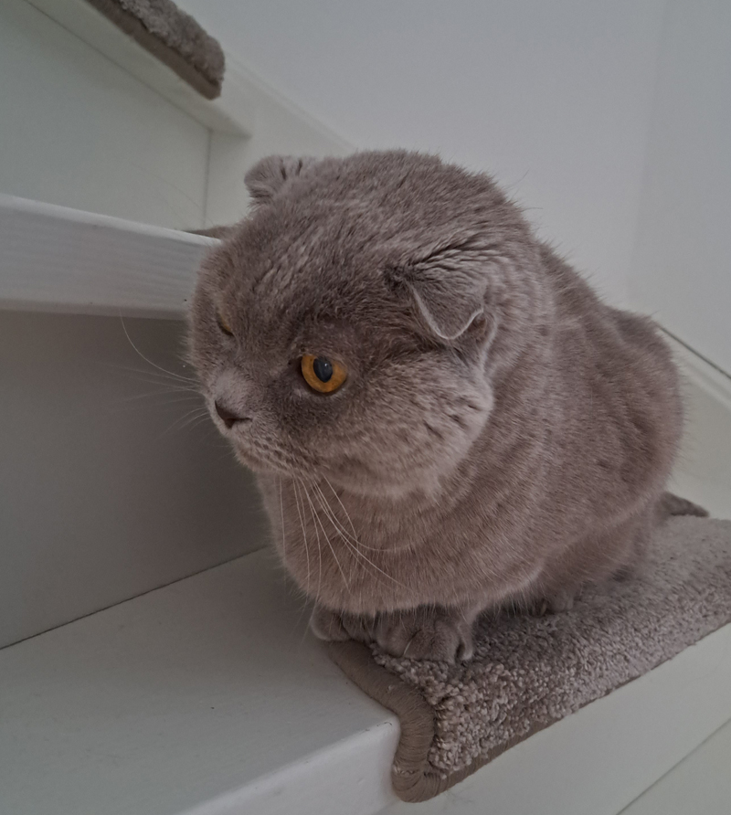 Chocolade eitjes voor de kat