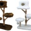 klimboom-pinus-beide klimboom-pinus-beide